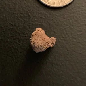 Crocodile Vertebrae