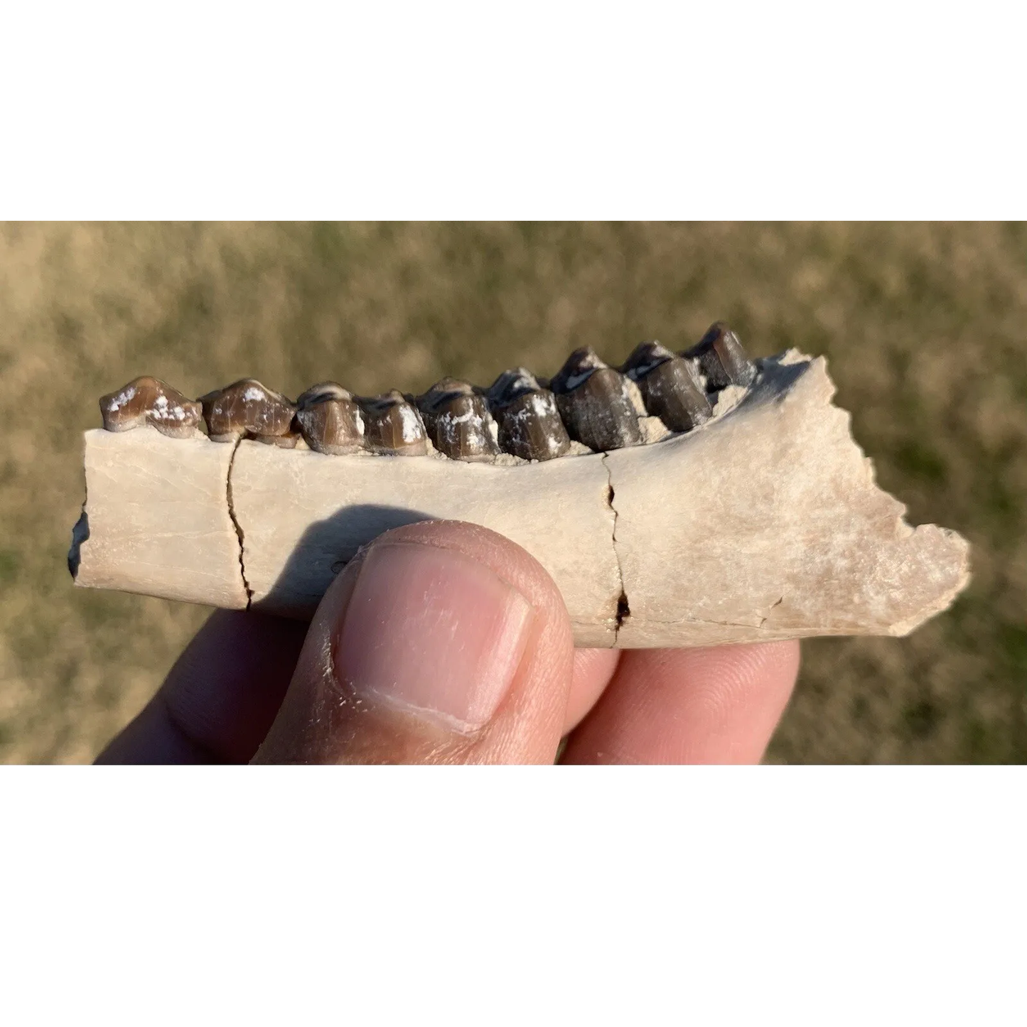 Nice camel jaw, Poebrotherium, Eocene, Chadron Formation Nebraska