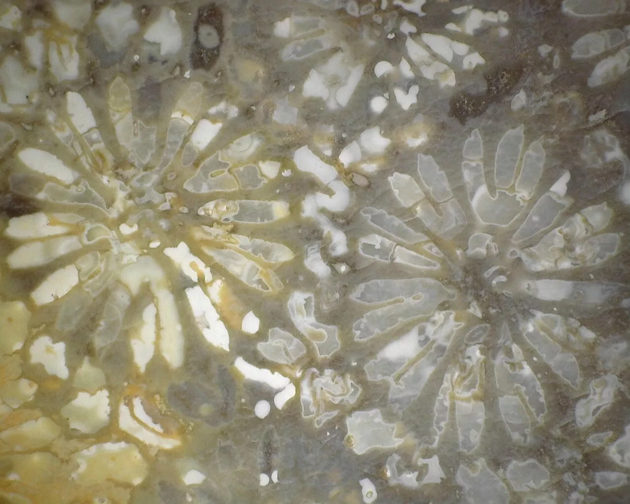 Polished Black Fossil Coral from Indonesia, Slab, Slice