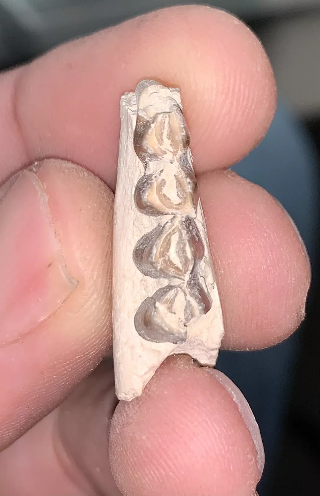 Camel Jaw Section With Teeth, Poebrotherium