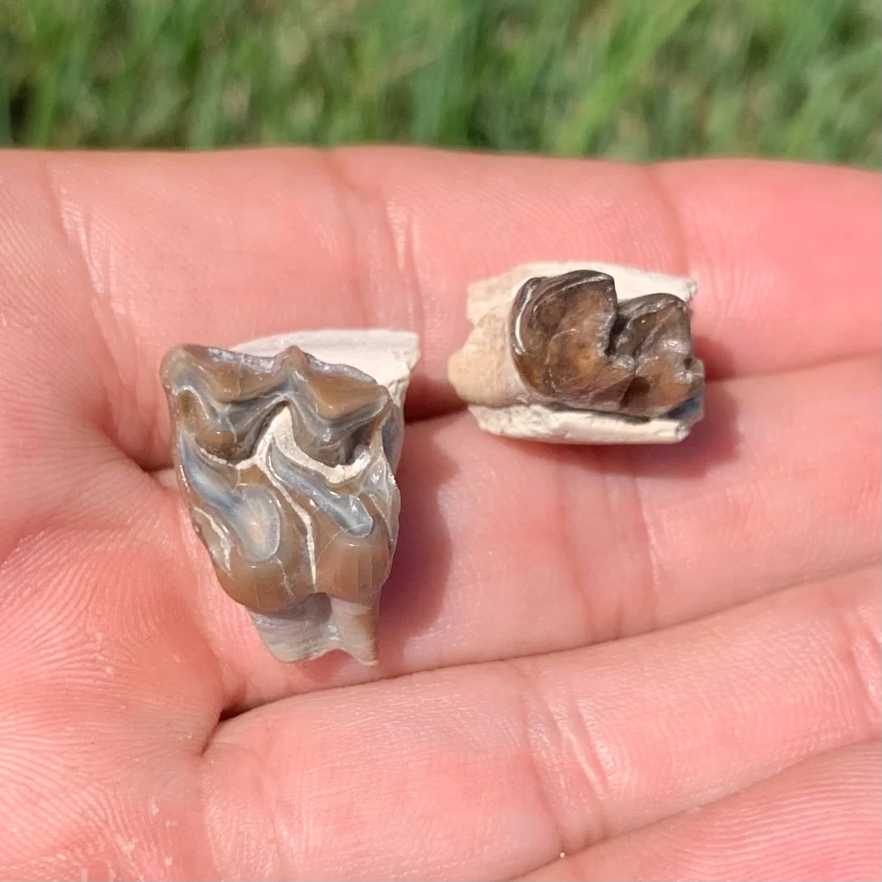 Fossil Horse Upper and Lower teeth, Mesohippus