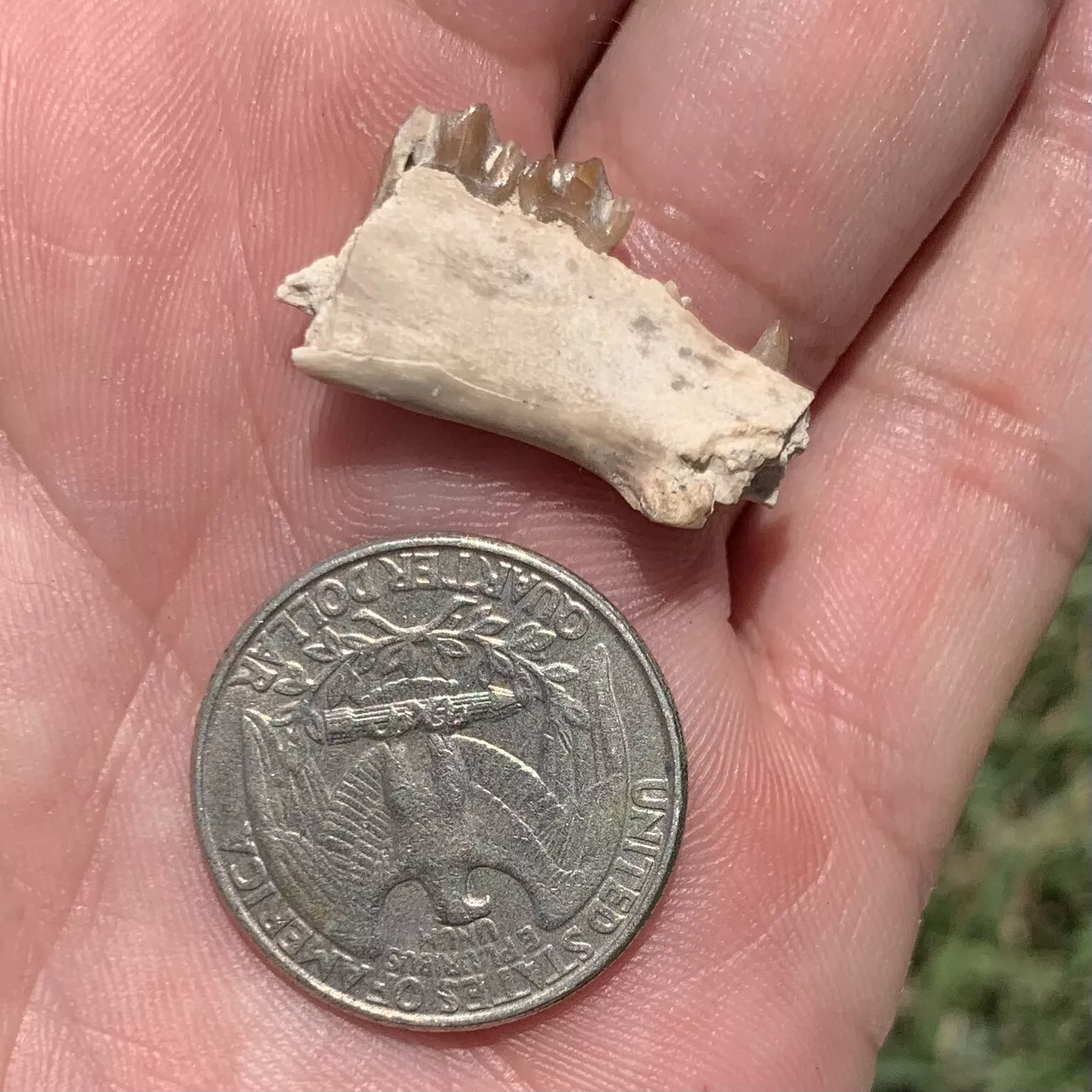 Fossil deer, leptomeryx, Jaw, Chadron Formation