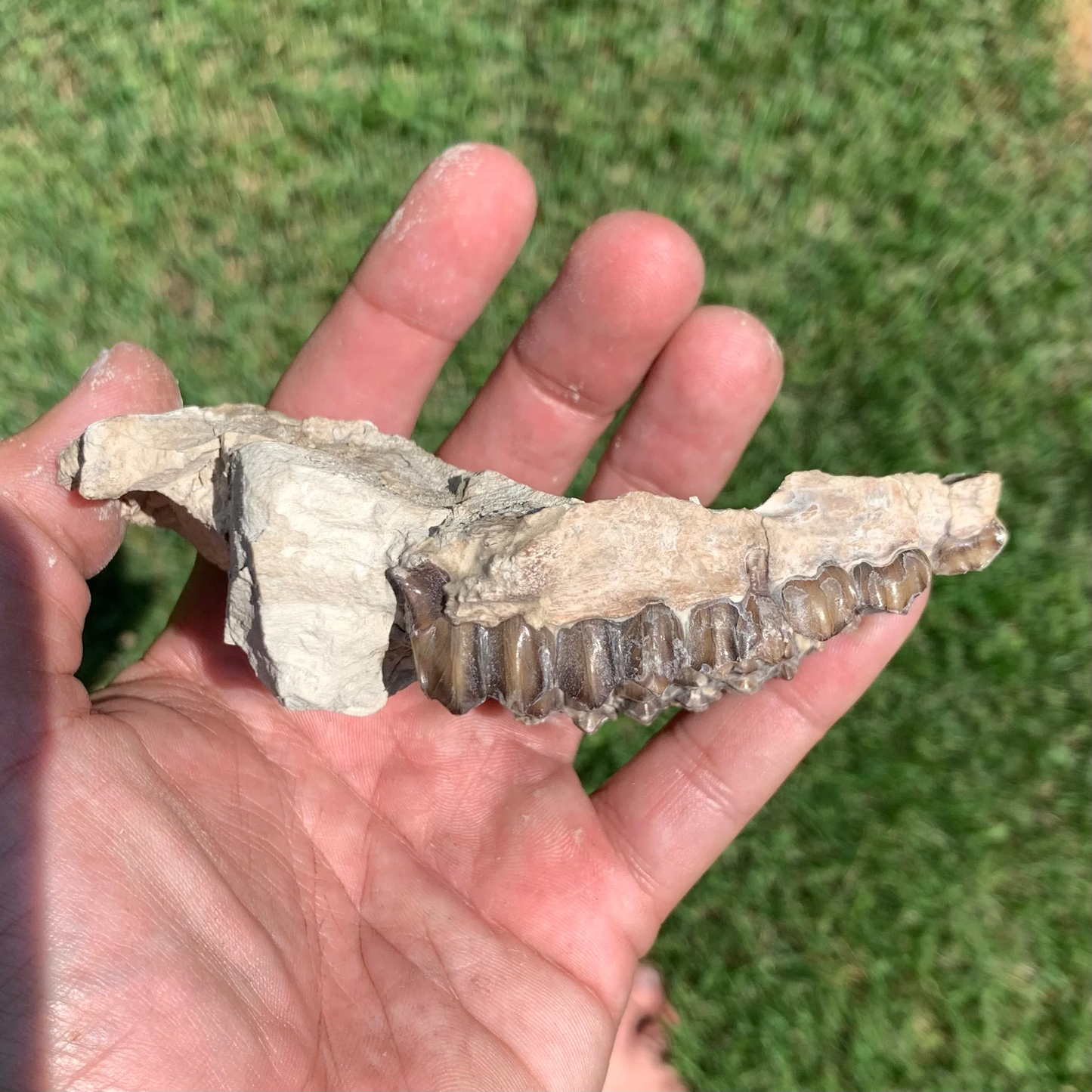 Nice Partial Camel Skull, Poebrotherium, Oligocene, Brule Formation, Nebraska