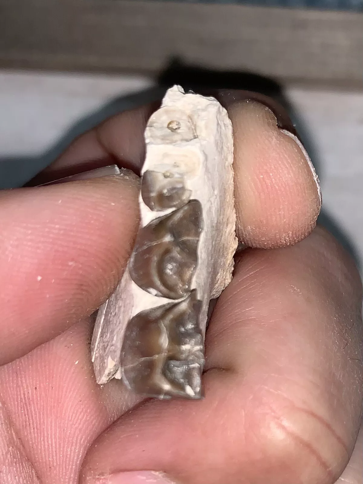 Fossil Oreodont Lower Jaw Section With Teeth