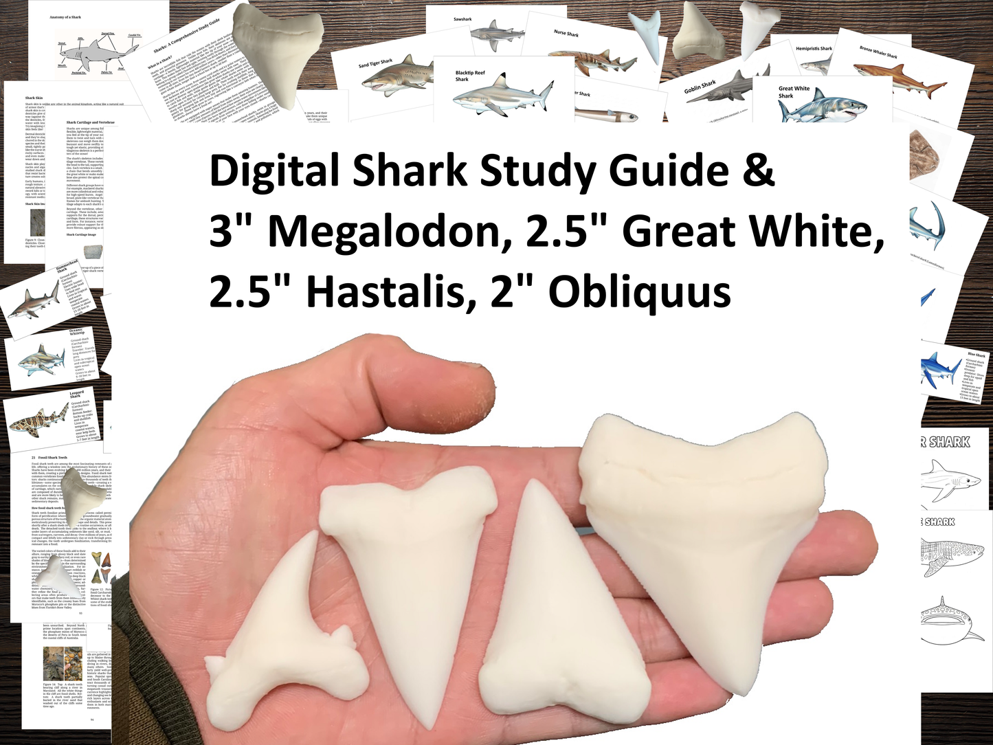 Giant Shark Explorer Collection Kit Featuring Premium Replica Teeth & Full 109-Page Educational Guide