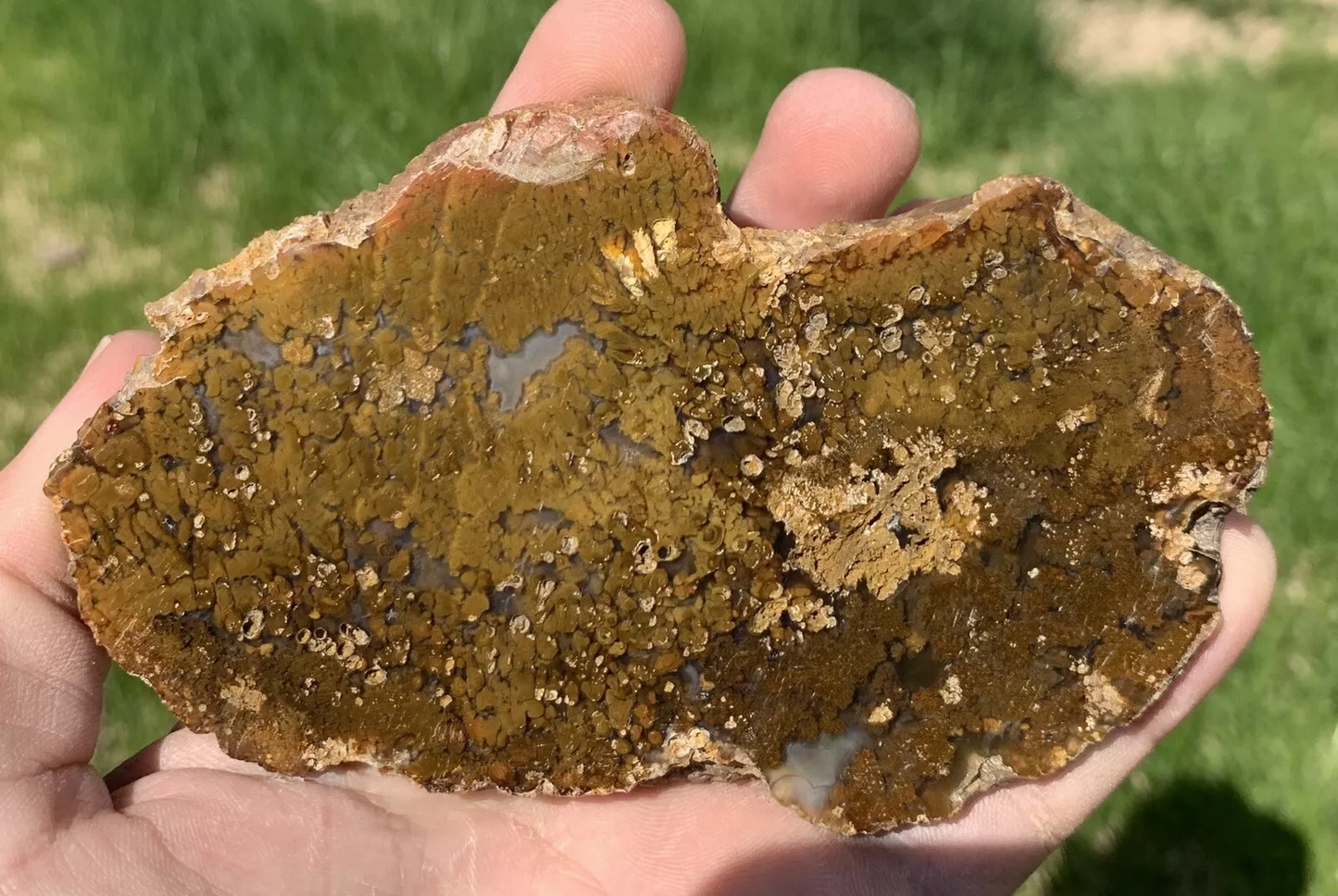 Polished Brown Plume Agate from Indonesia, Slab, Slice