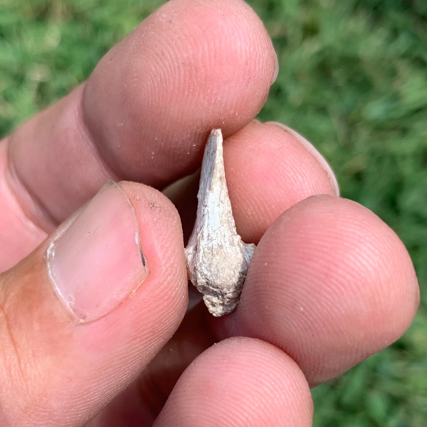 Nimravid Saber Cat Fossil Claw, Eocene, Chadron formation