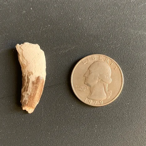 Nimravid(saber tooth cat) saber, Hoplophoneus or Dinictis