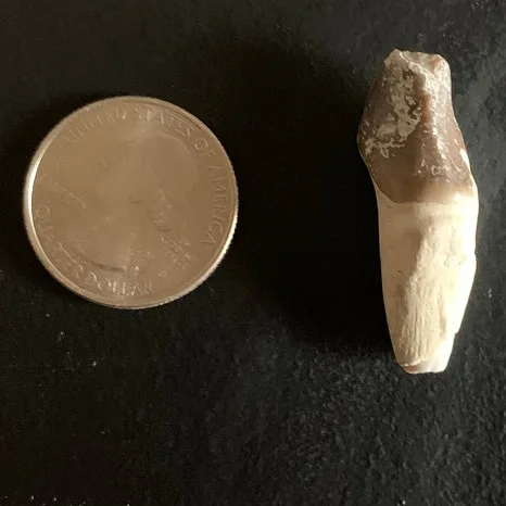 Archaeotherium Partial Premolar Tooth
