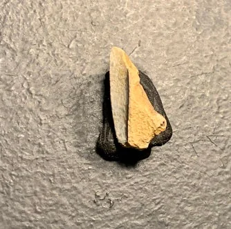 Edmontosaurus Dinosaur Tooth, Hell Creek Formation SD, Hadrosaur, Duck-billed