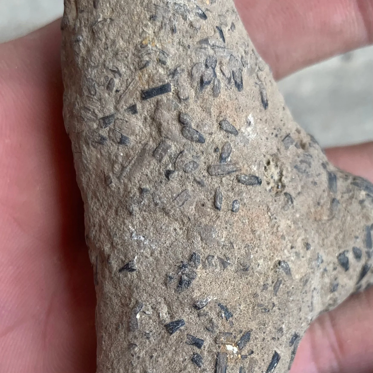 Fossil Shrimp Burrow from Virginia
