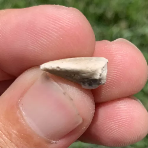 Tortoise Claw - White River Badlands