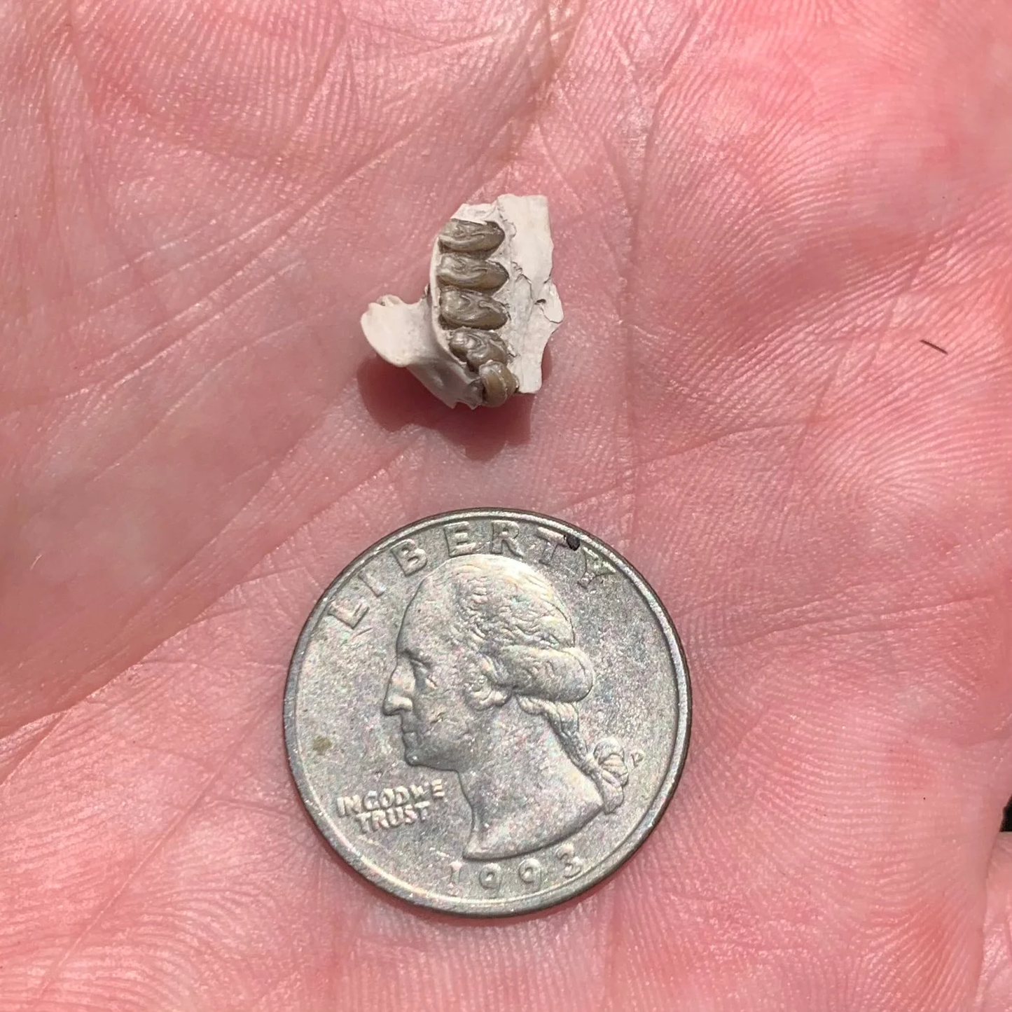 Fossil Rabbit Partial Palate, Palaeolagus