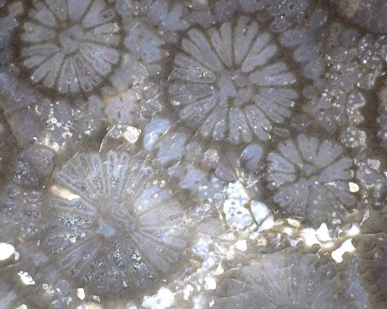 Polished Black Fossil Coral from Indonesia, Slab, Slice