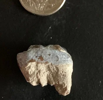 Archaeotherium Molar Tooth
