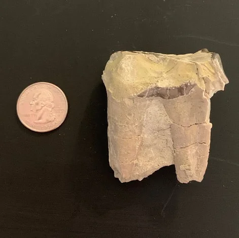 Titanothere upper Molar Tooth