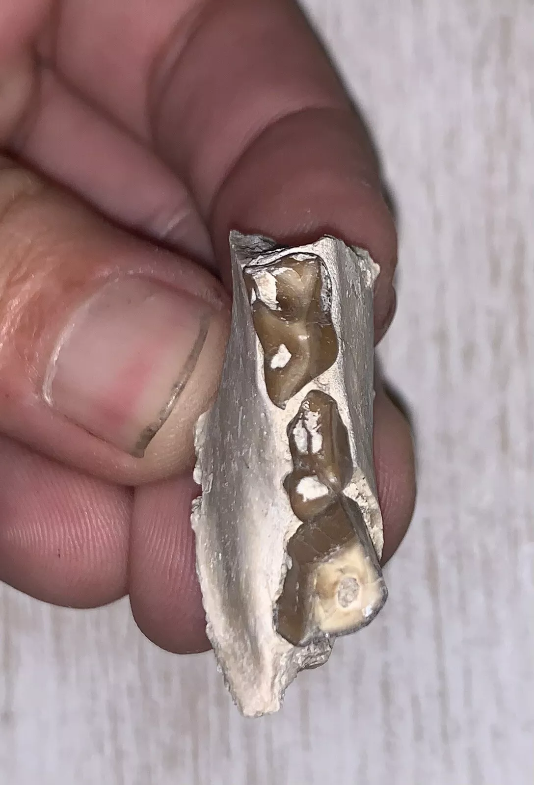 Fossil Oreodont Lower Jaw Section With Teeth