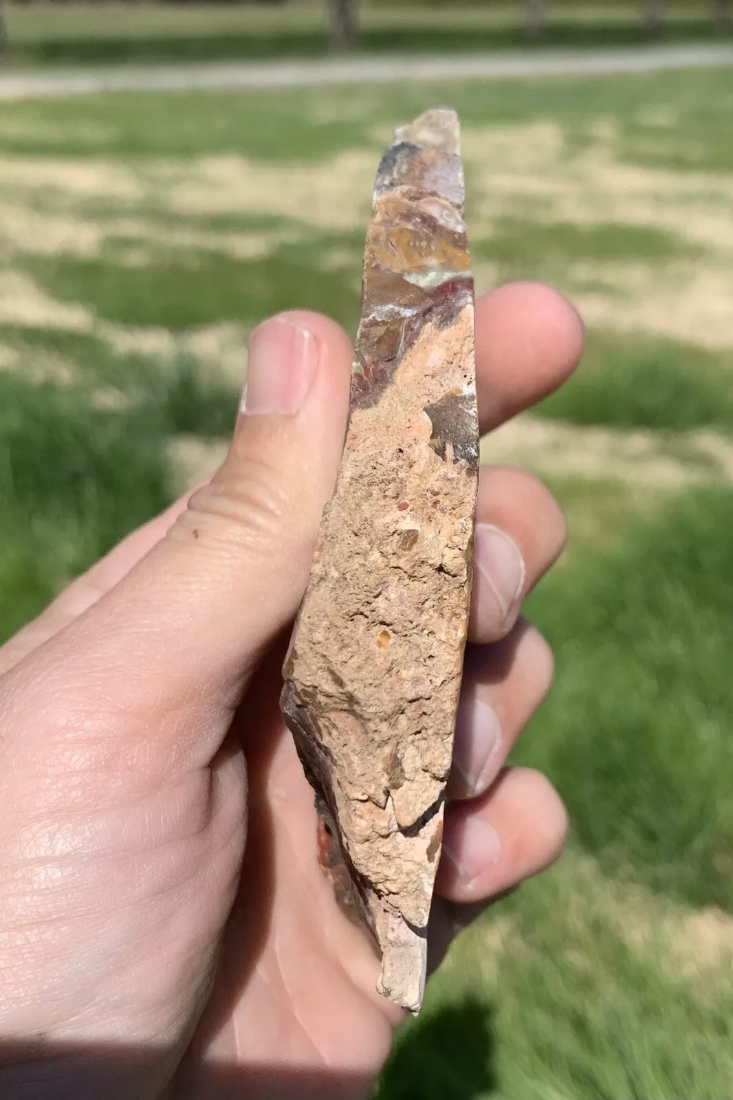 Polished Opalized Petrified Fossil Wood from Indonesia, Slab, Slice