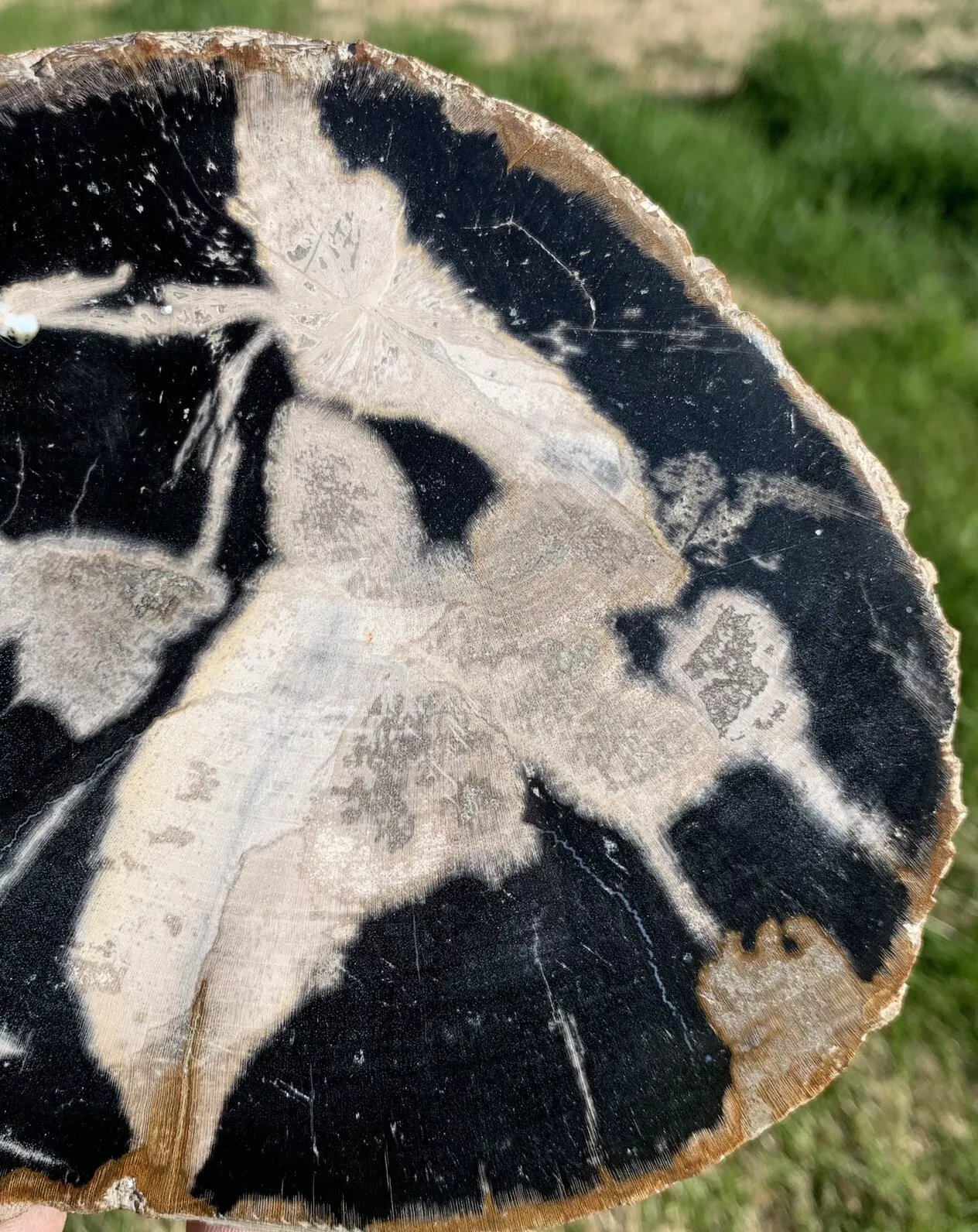 Black and White Polished Petrified Wood From Indonesia