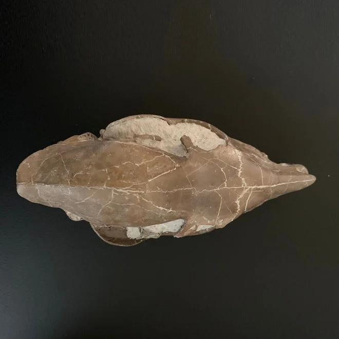 mesohippus bairdi Skull