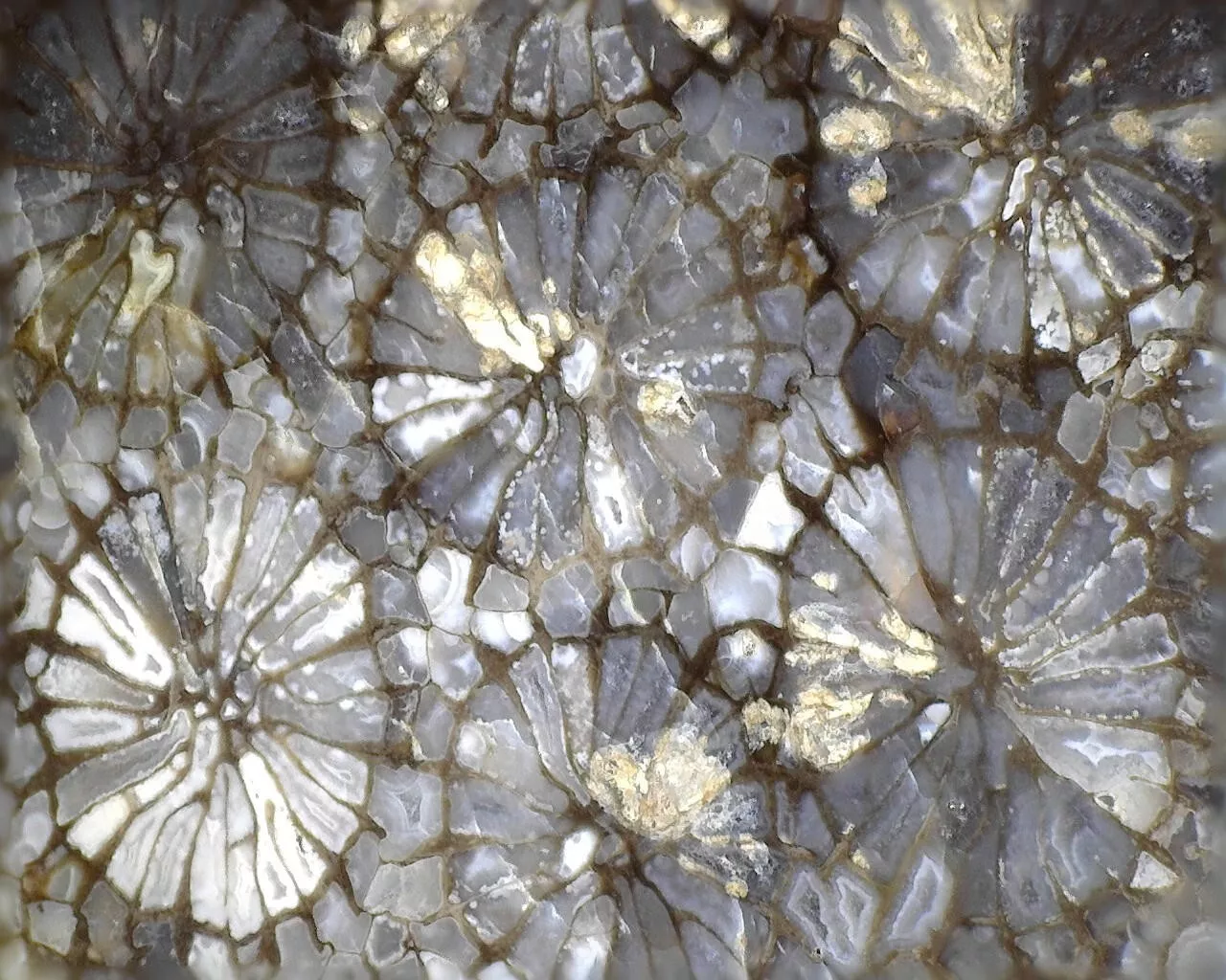 Polished Black Fossil Coral from Indonesia, Slab, Slice