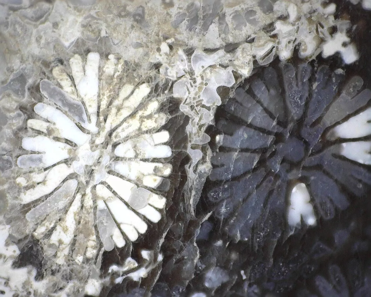 Polished Black Fossil Coral from Indonesia, Slab, Slice