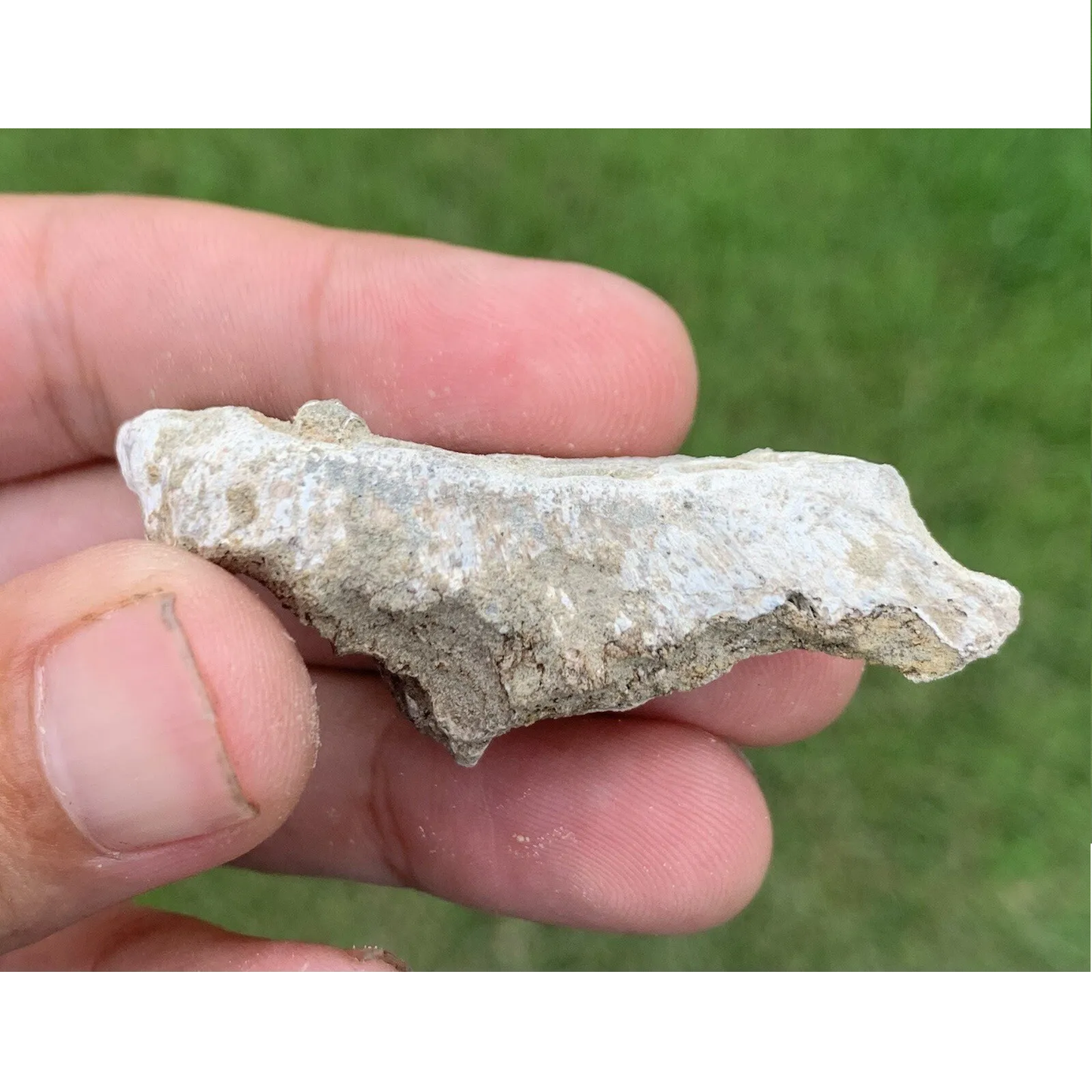 Pogoniasis, Drum Fish, Mouth Plate, Miocene, Virginia