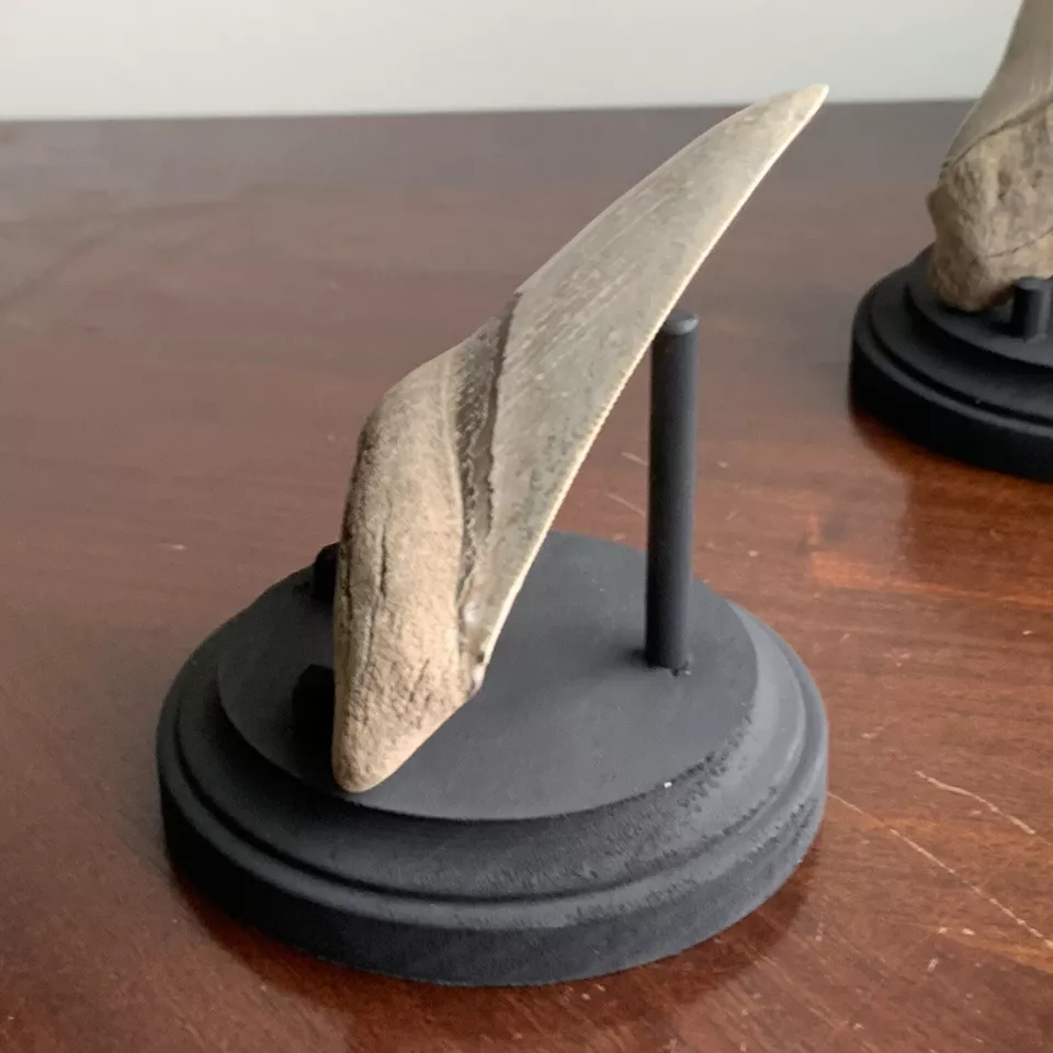 Megalodon Shark Tooth Stand. Round base - black