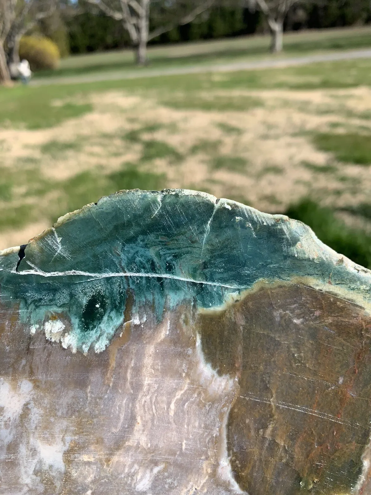 Polished Petrified Fossil Wood from Indonesia, Slab, Slice