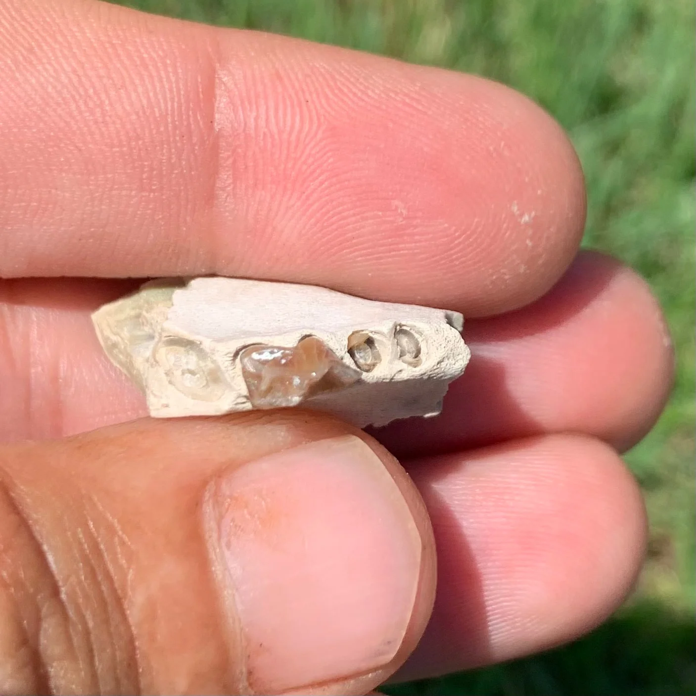 Fossil Oreodont Lower Jaw Section