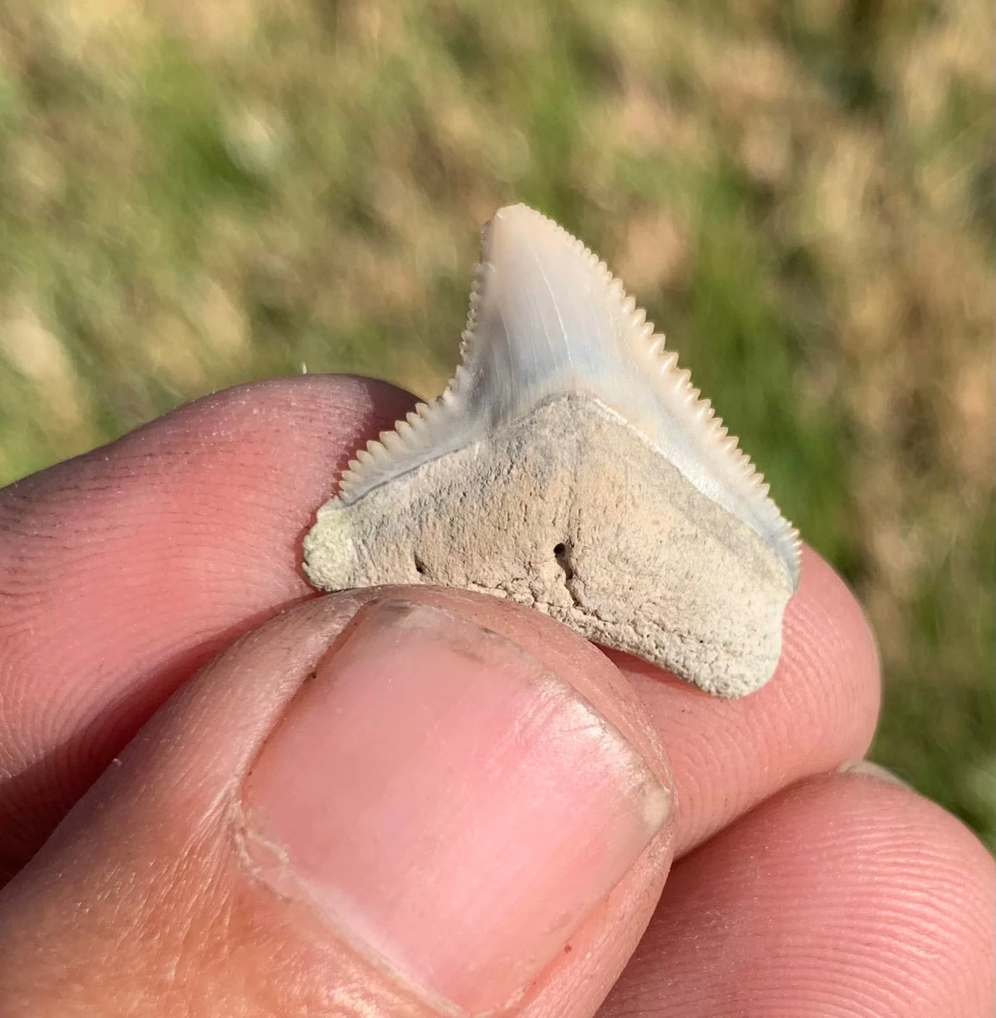 .86” Carcharhinus leucas - Lee Creek Mine