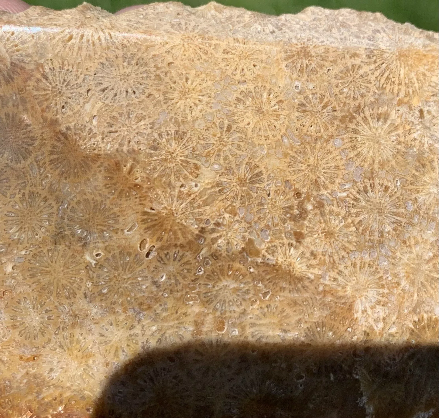 Polished agatized Fossil Coral from Indonesia, Slab, Slice