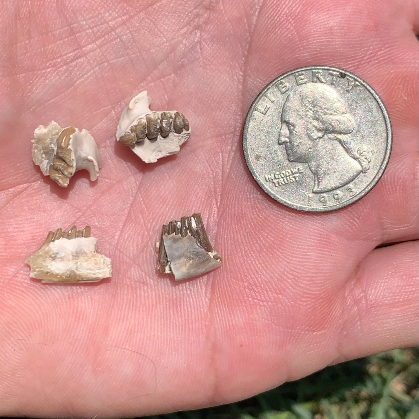 Fossil Rabbit Lower Jaw and Partial Palate, Palaeolagus