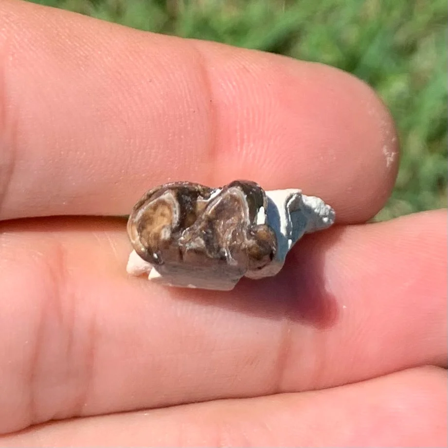 Fossils Horse, Mesohippus Lower Jaw Tooth