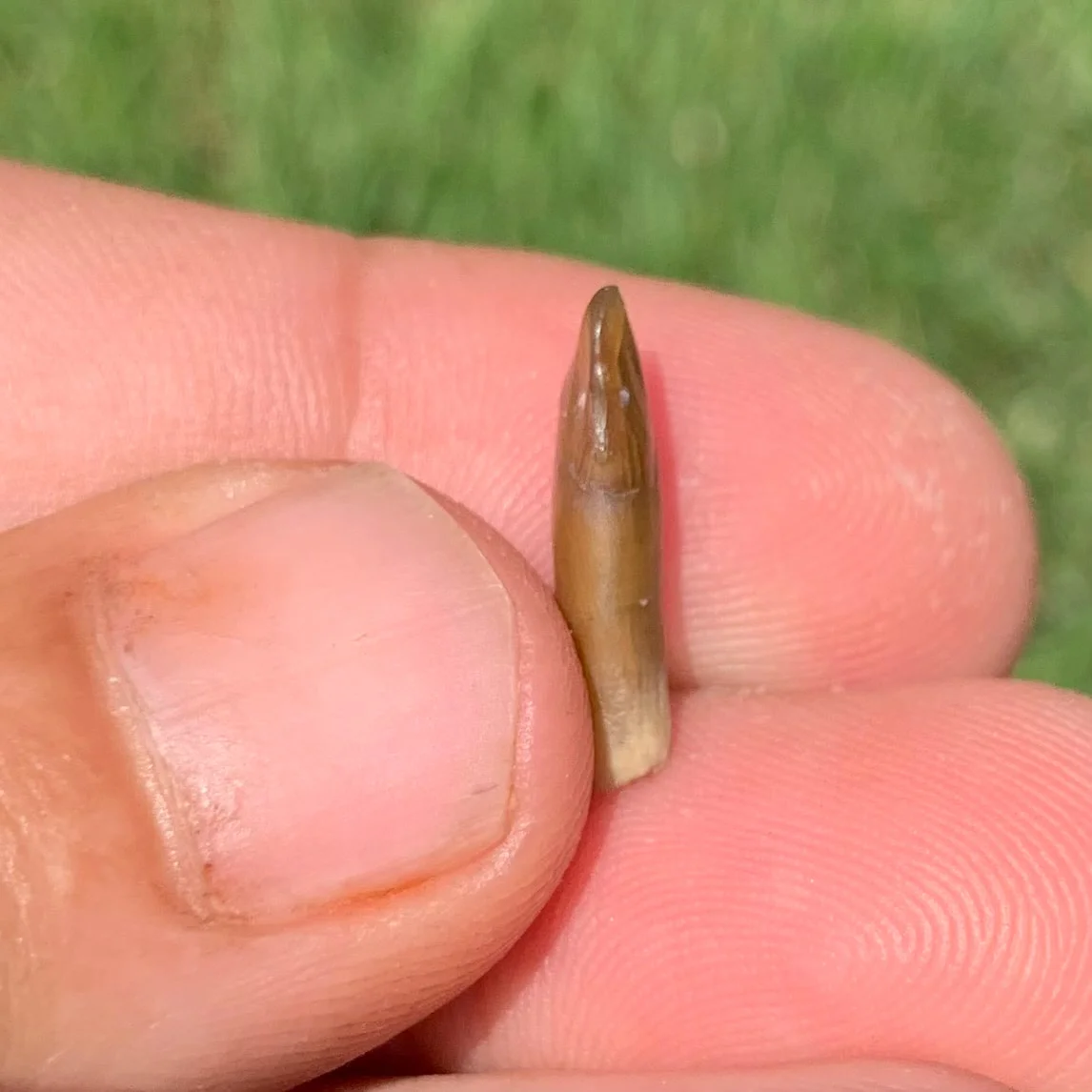 Fossils Camel Lower Jaw Incisor Tooth, Poebrotherium