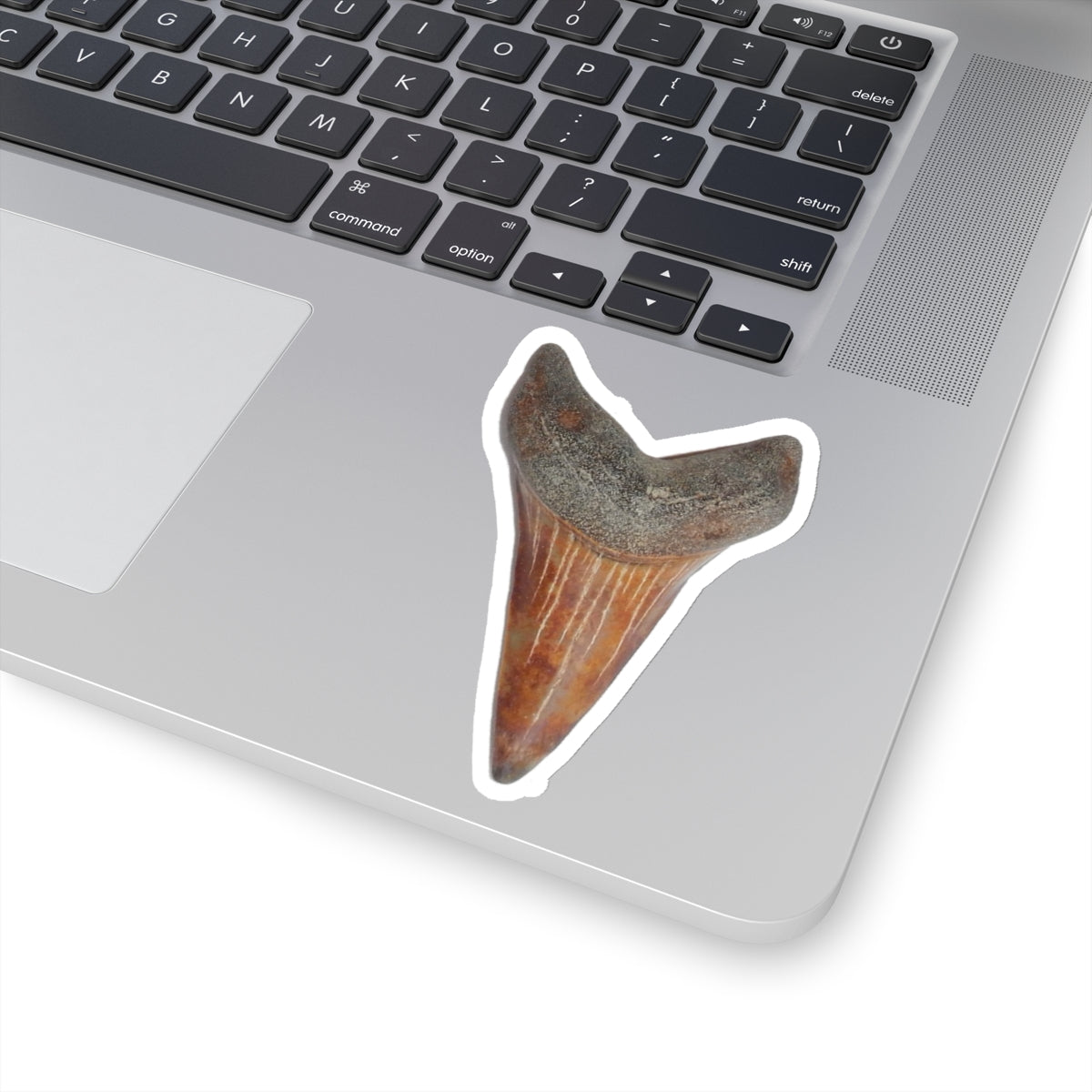 Carcharodon hastalis - Red Fossil Shark Tooth Sticker