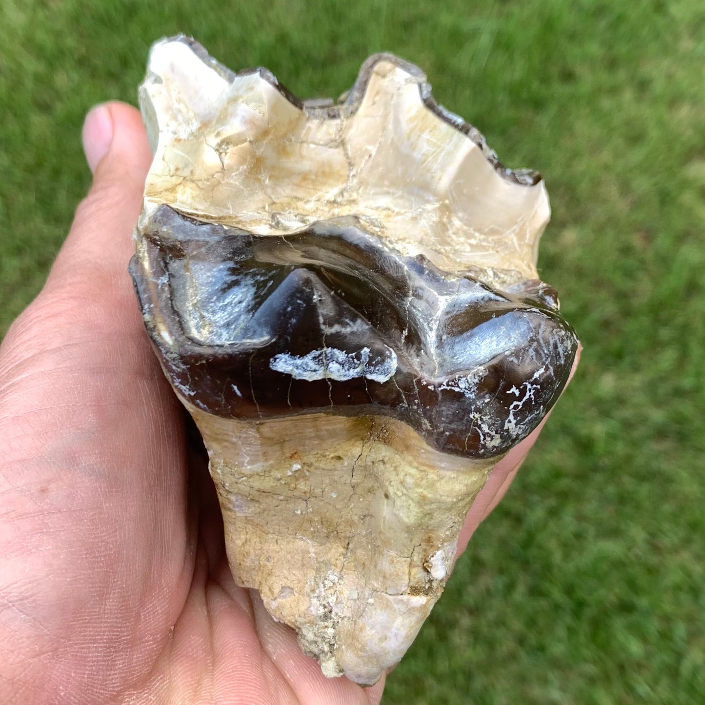 Titanothere upper tooth