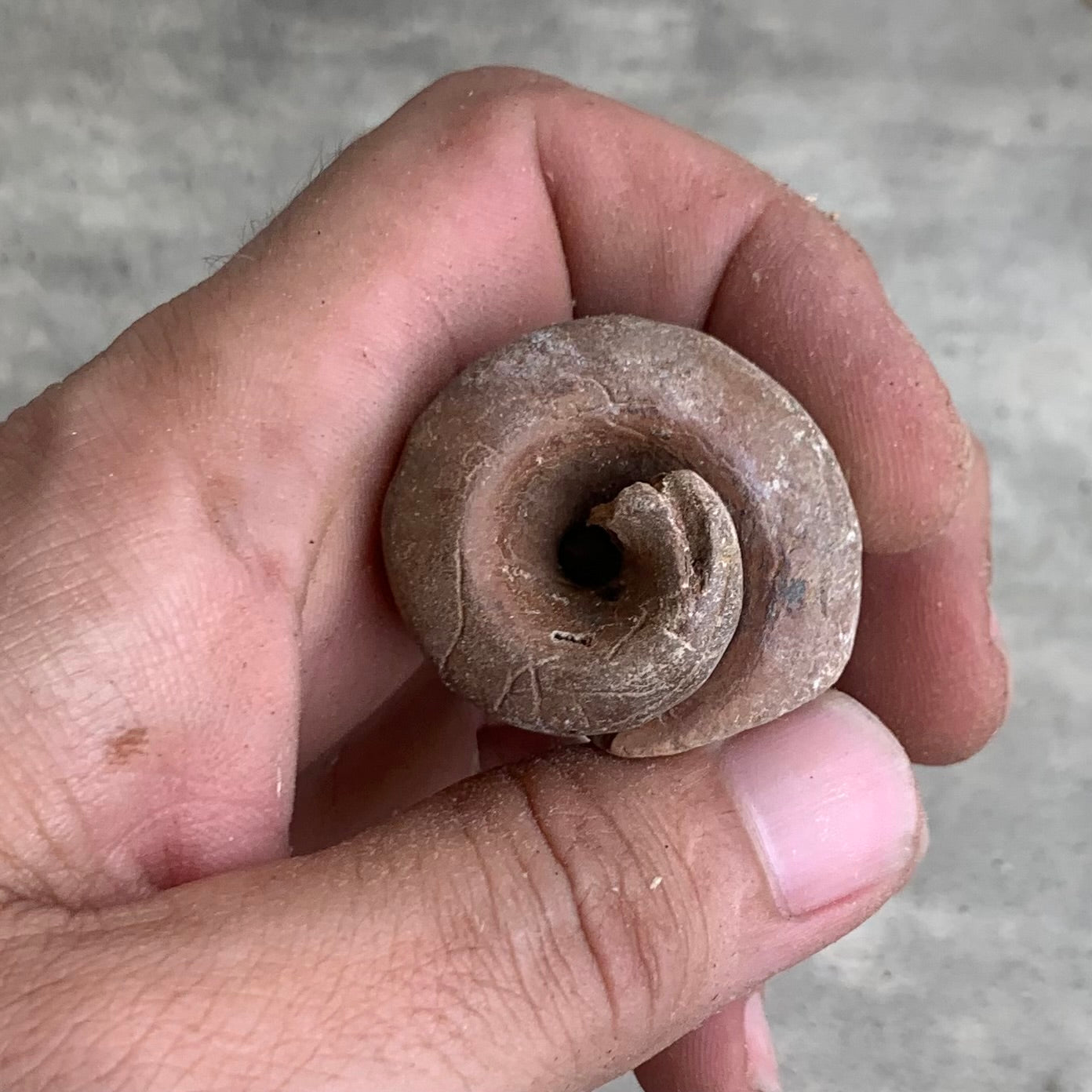 Fossil Gastropod Steinkerns(molds), from the Miocene of Virginia