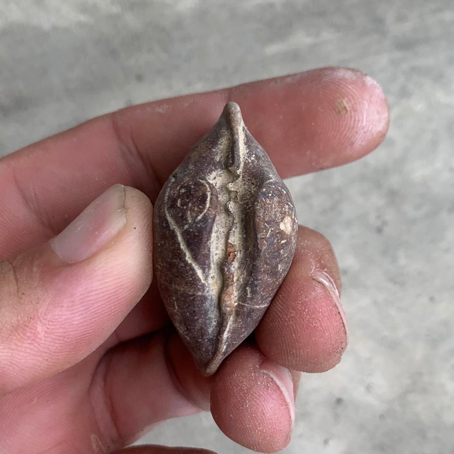 Fossils clam steinkern(mold) from the Miocene of Virginia