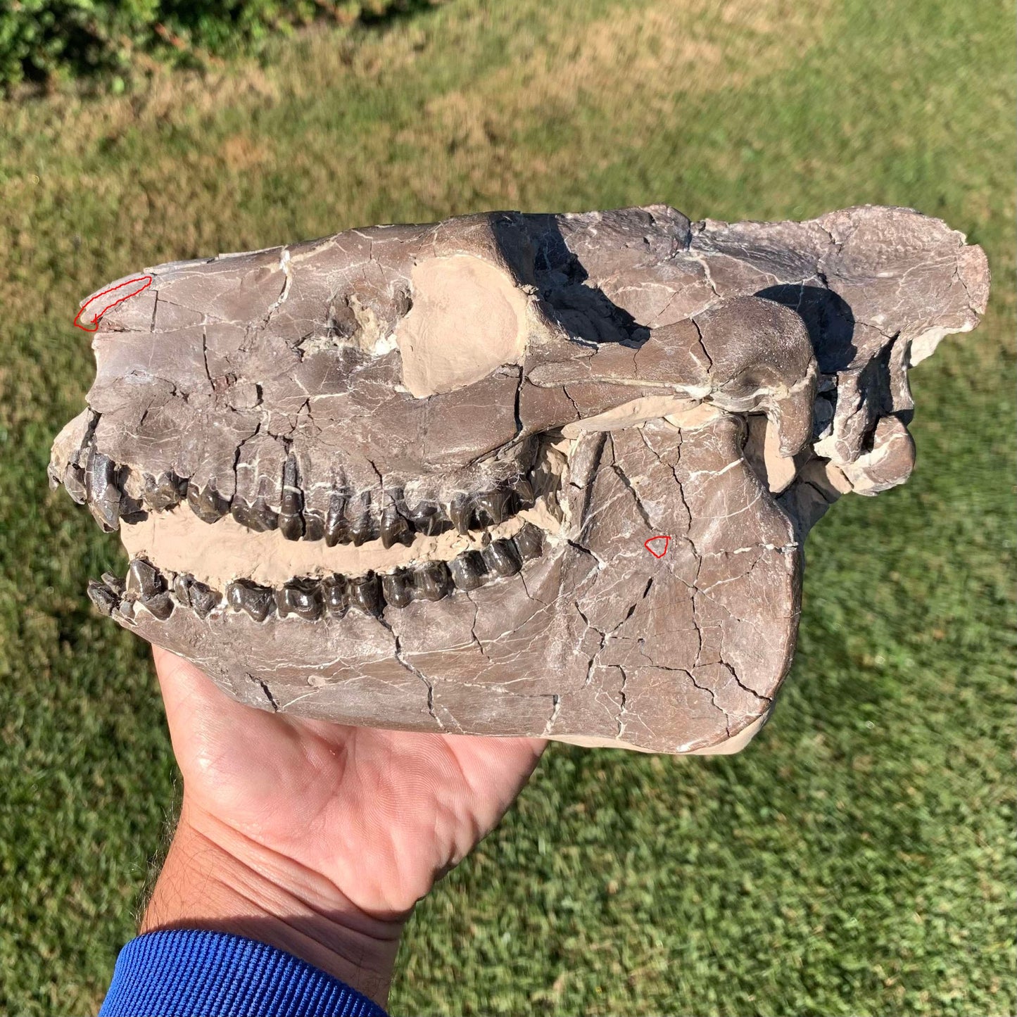 Chocolate Fossil Oreodont Skull, Merycoidodon culbertsoni, White River Badlands