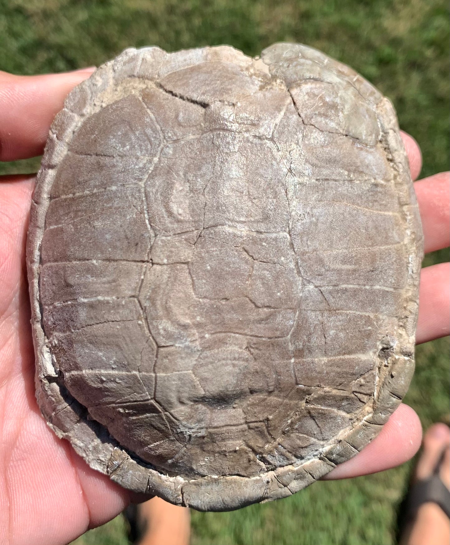 Stylemys tortoise