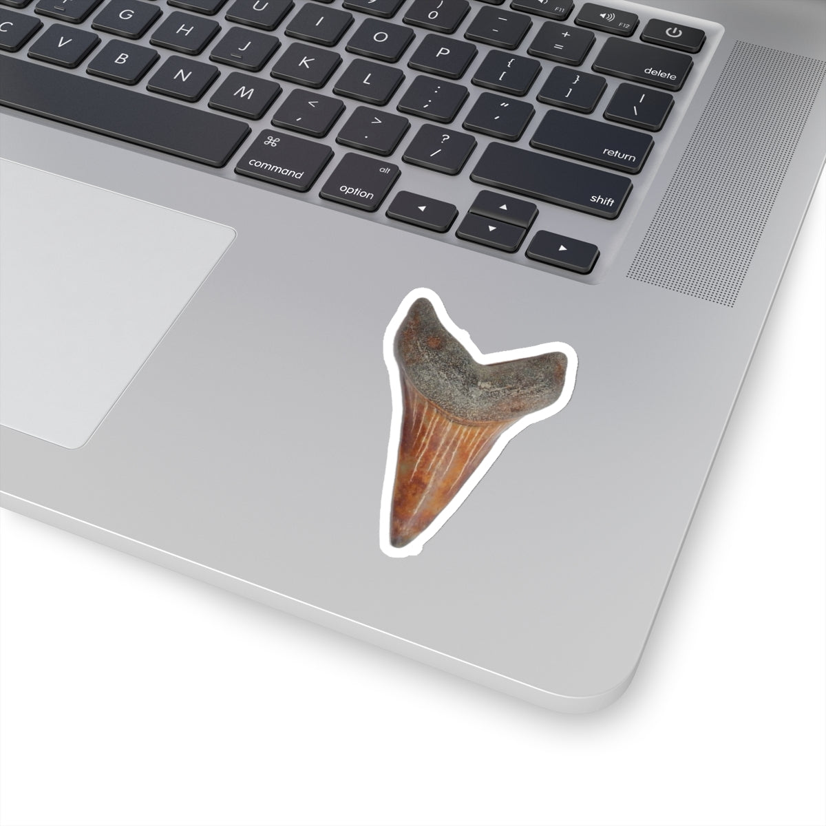 Carcharodon hastalis - Red Fossil Shark Tooth Sticker