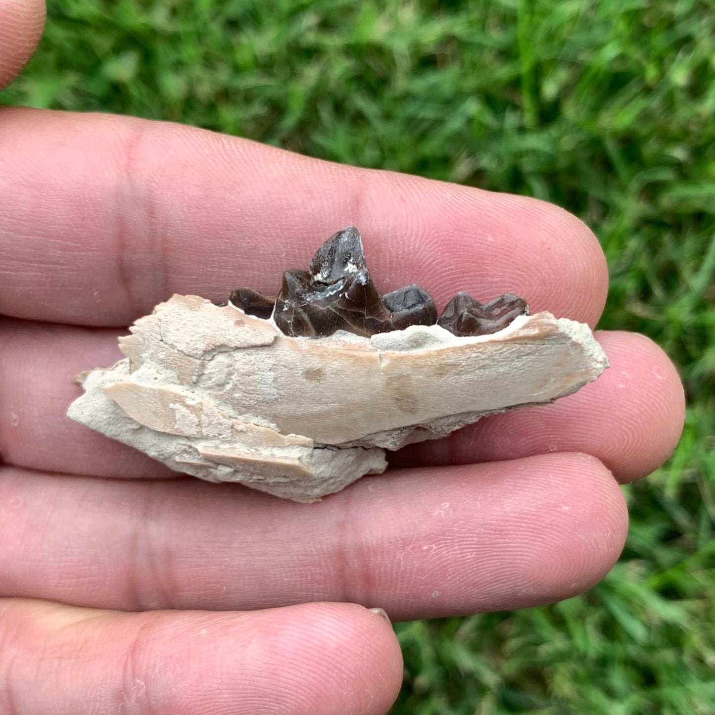 Associated set of Daphoenus lower jaws, brule formation