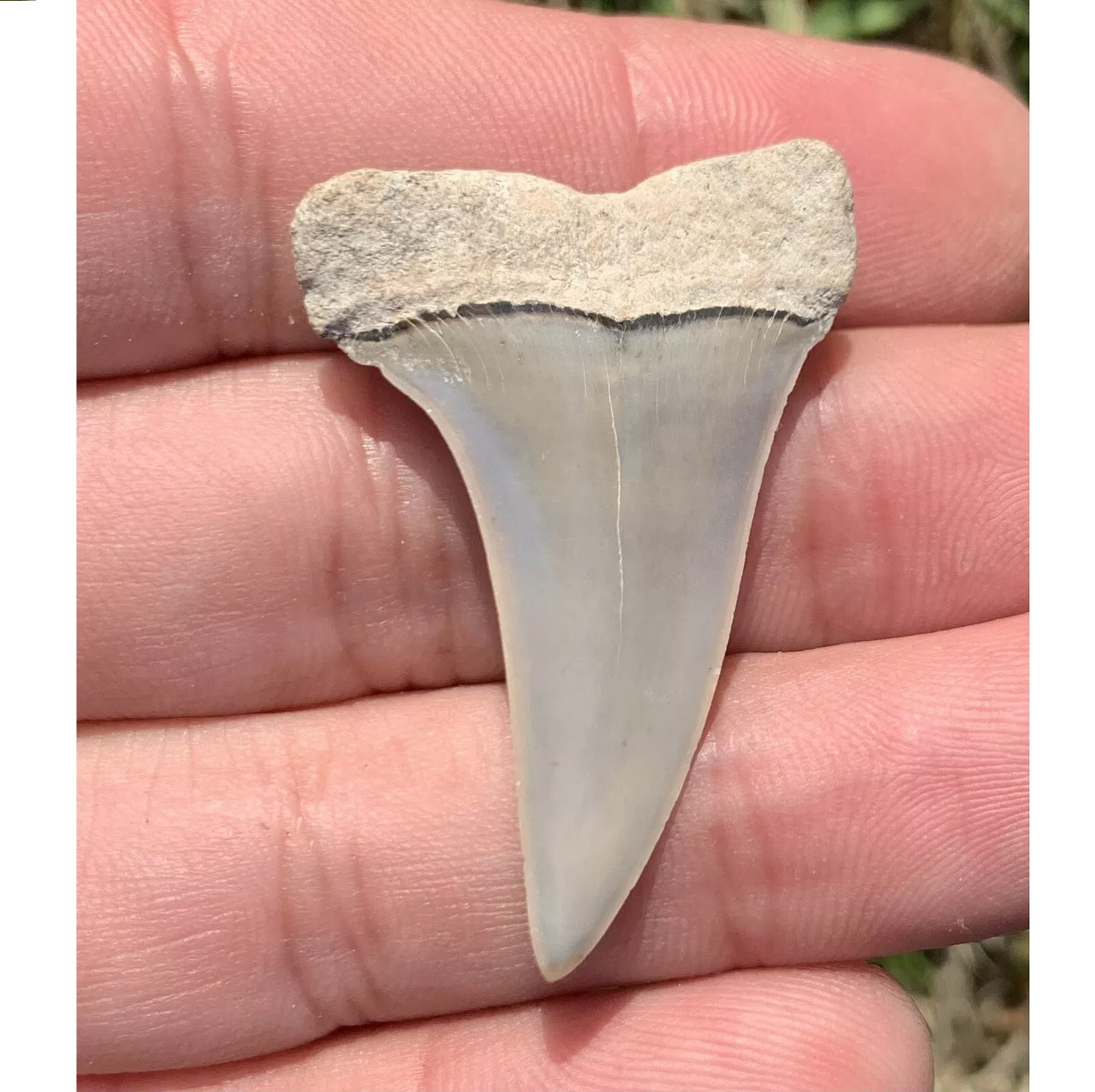 1.62” Carcharodon hastalis - Virginia