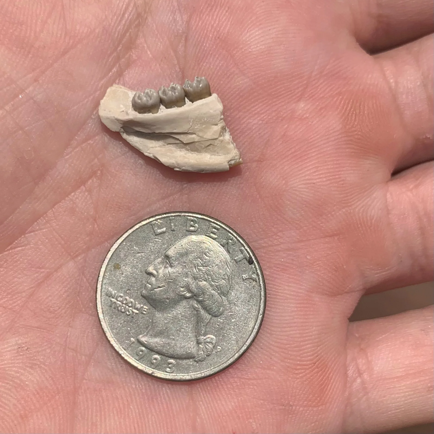 Fossil Squirrel Jaw, Ischyromys