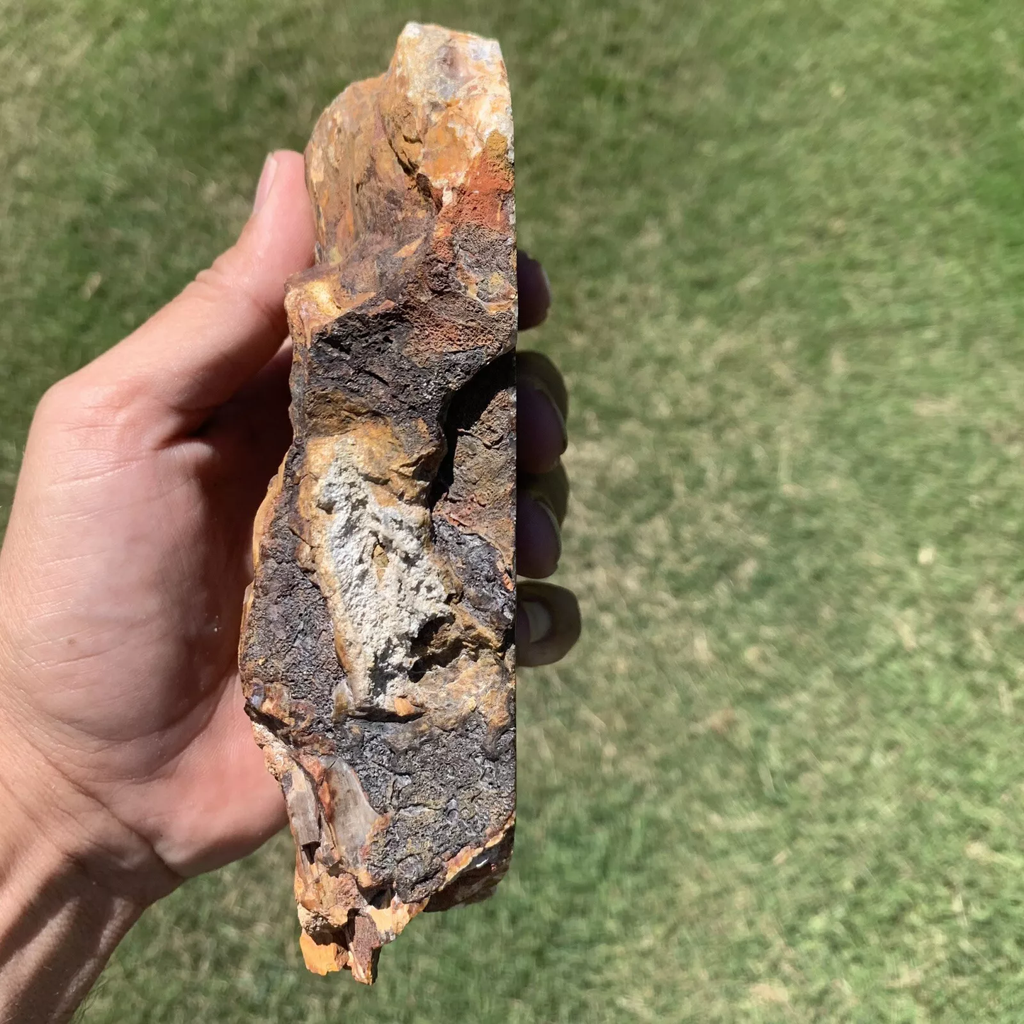 Polished Petrified Fossil Worm Wood from Indonesia, Slab, Slice
