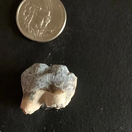 Archaeotherium Molar Tooth