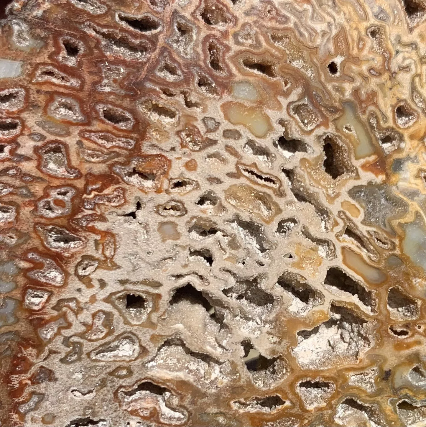Polished Petrified Fossil Hard Wood with Druzy Pockets Indonesia, Slab, Slice