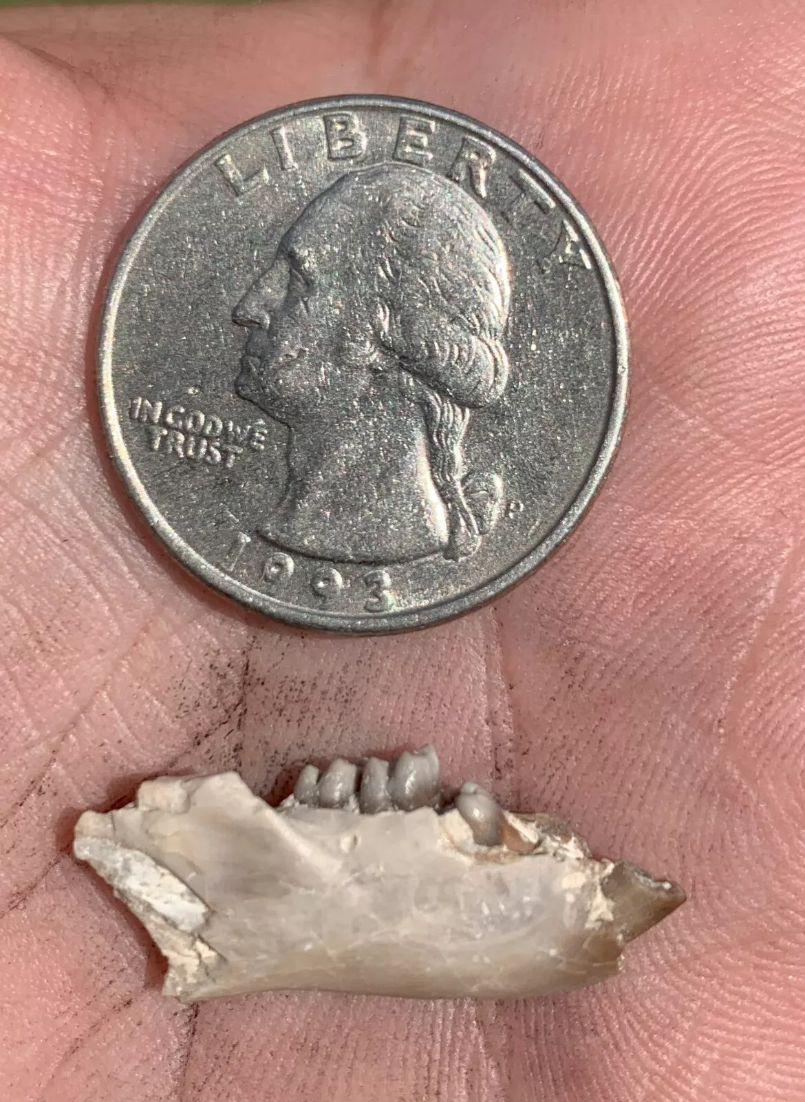 Fossil Squirrel Jaw, Ischyromys