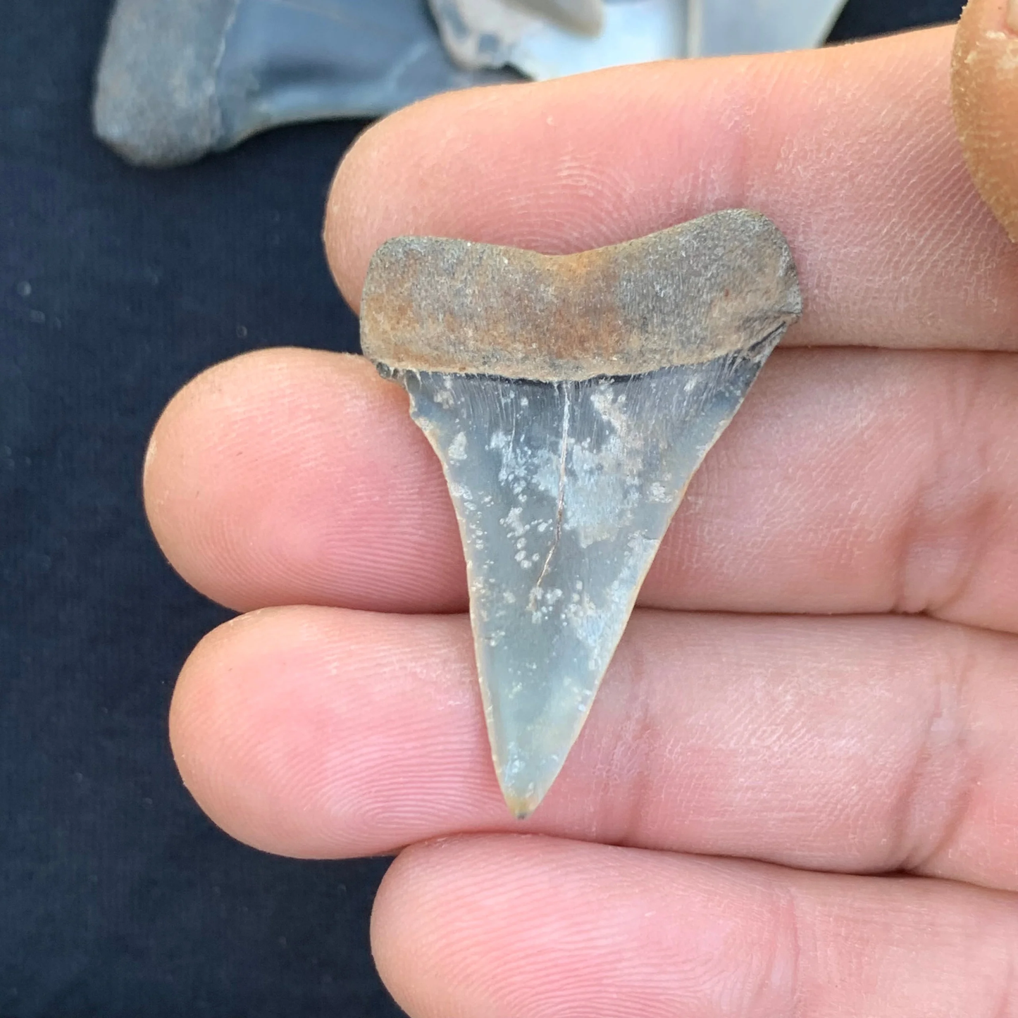 1.5” Carcharodon hastalis - Virginia